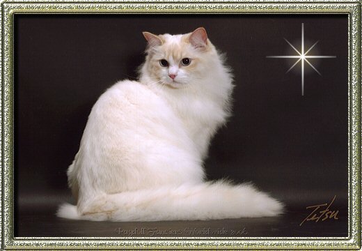 Cream point bicolor Ragdoll cat
