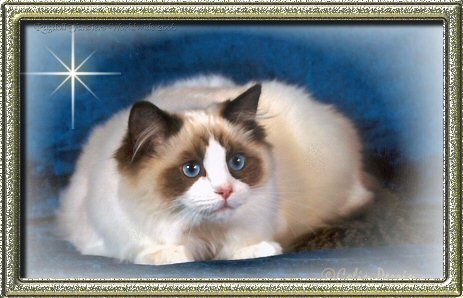 Seal point bicolor Ragdoll cat, Ragalong Majestic Prince
