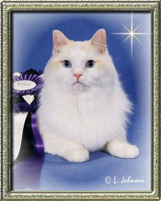 Cream point bicolor Ragdoll cat, Villaroyal Sunny