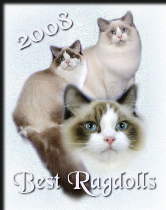 Winning Ragdoll Cats 2008