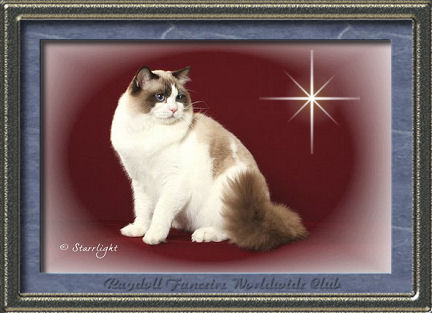 Ragdoll Cat Furreal Cliffs Pride N Joy