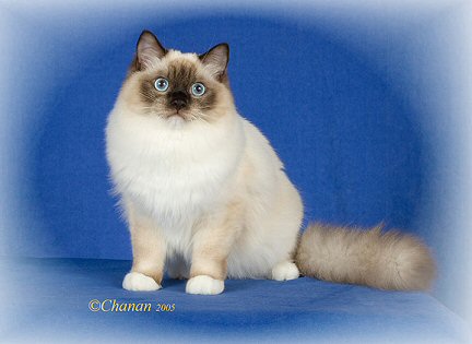 seal point mitted Ragdoll cat