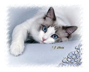 Blue Bicolor Ragdoll Cat