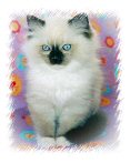 Catbird & Co Ragdolls