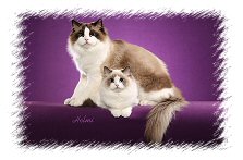 Ragdolls