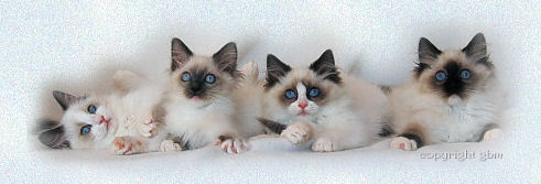 Ragdoll kittens: blue bicolor, blue mitted, seal bicolor and seal mitted