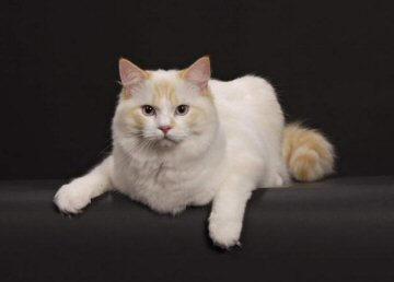 Red Point Bicolor Ragdoll Cat
